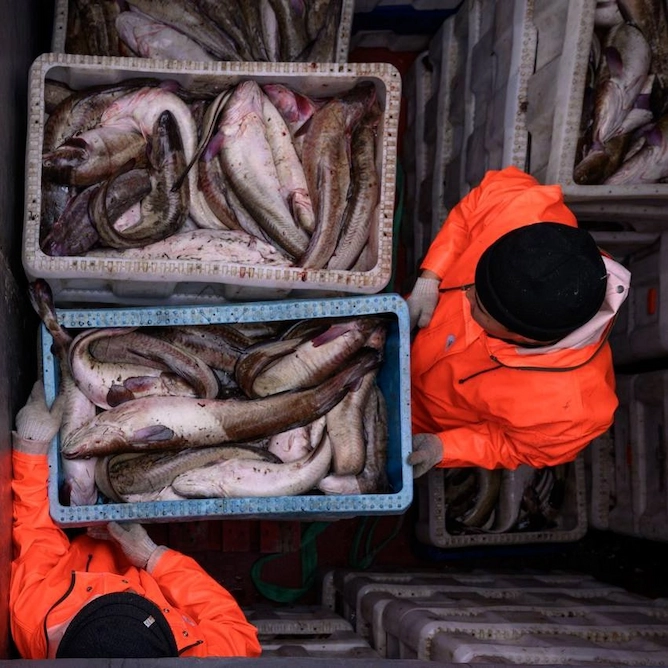 купить замороженную рыбу оптом