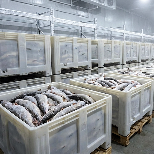 рыба свежемороженая оптом