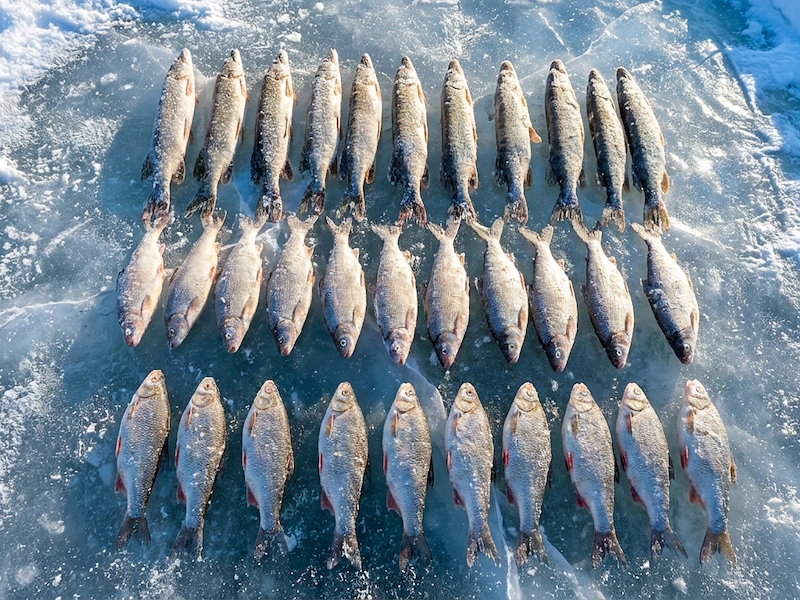 куплю рыбу свежемороженую оптом