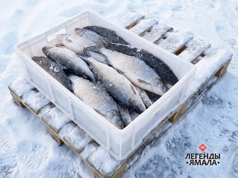 пыжьян рыба купить