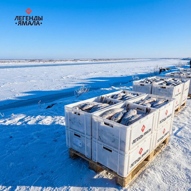 пыжьян рыба цена