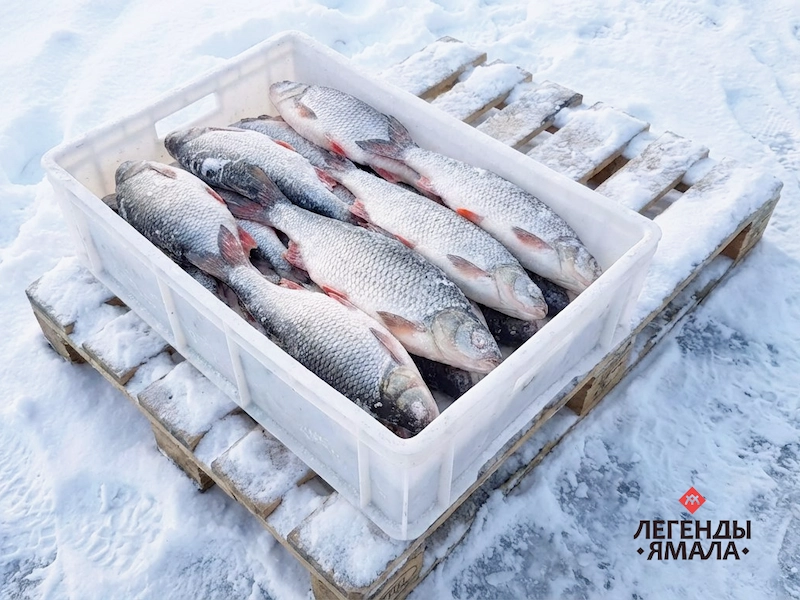 язь мороженый купить