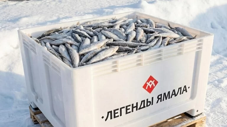 Свежемороженая ряпушка оптом от производителя Легенды Ямала - северная рыба с минимальной калорийностью и нежным вкусом, стабильный спрос у предприятий общественного питания