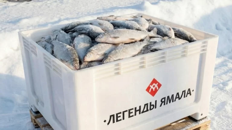 Свежемороженый сырок (пелядь) оптом, Легенды Ямала