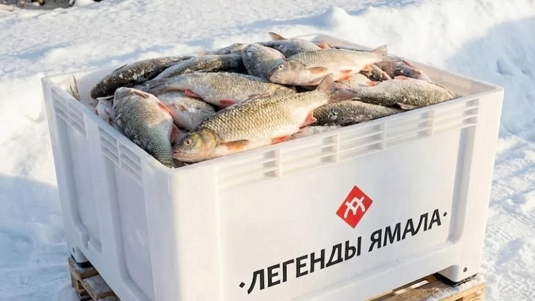 Свежемороженый язь оптом от производителя Легенды Ямала - отличное соотношение жирности и плотности мяса, для консервов и рыбных деликатесов